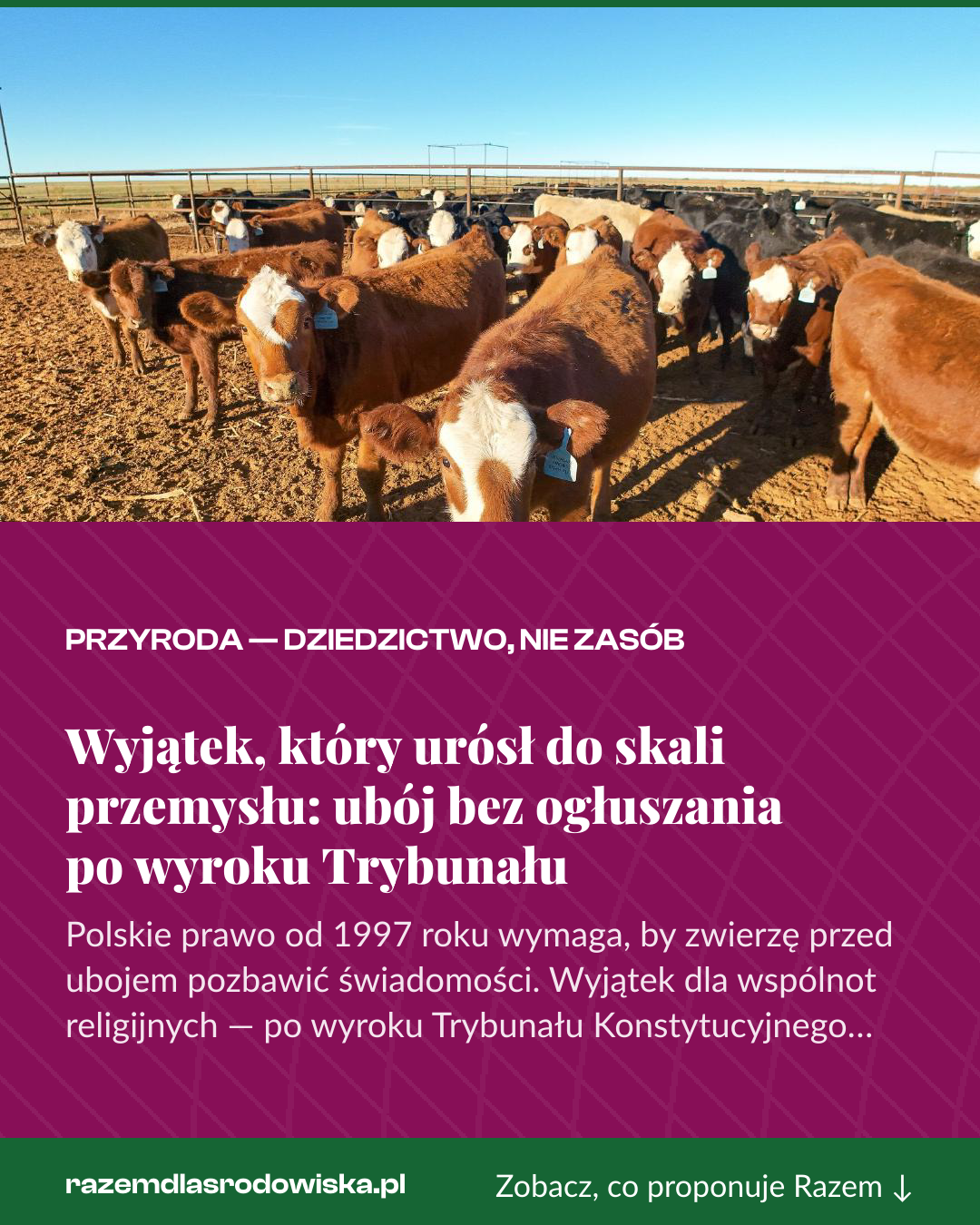 Grafika pionowa do udostępnienia: Wyjątek, który urósł do skali przemysłu: ubój bez ogłuszania po wyroku Trybunału
