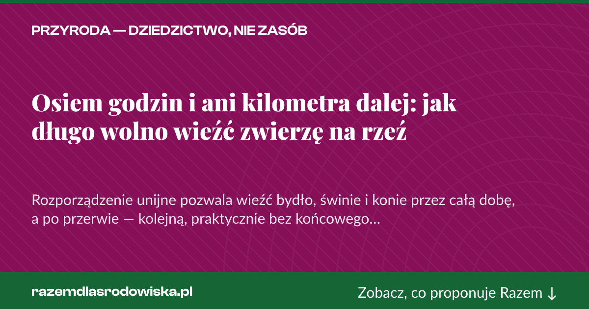 Karta social do udostępnienia: Osiem godzin i ani kilometra dalej: jak długo wolno wieźć zwierzę na rzeź
