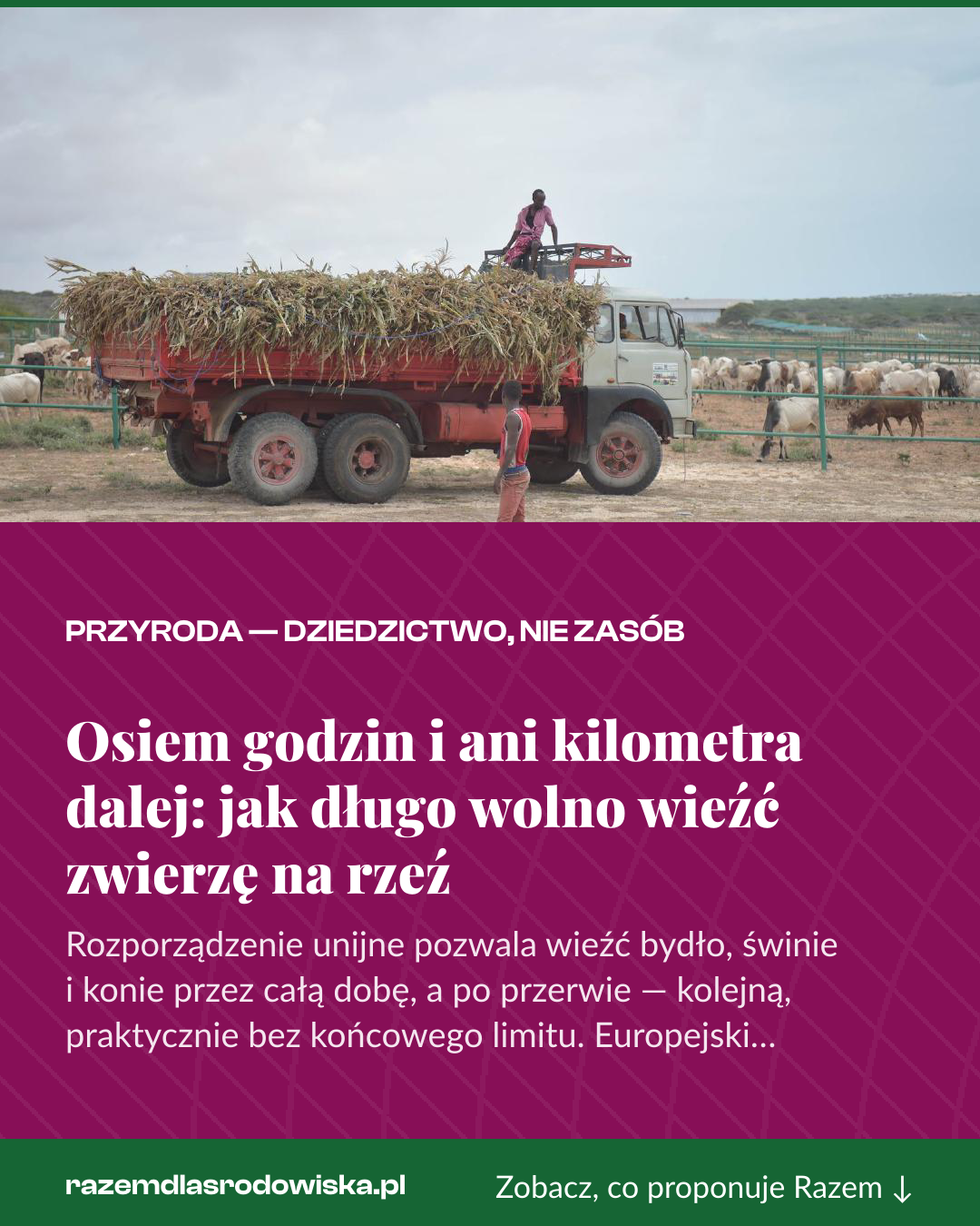 Grafika pionowa do udostępnienia: Osiem godzin i ani kilometra dalej: jak długo wolno wieźć zwierzę na rzeź