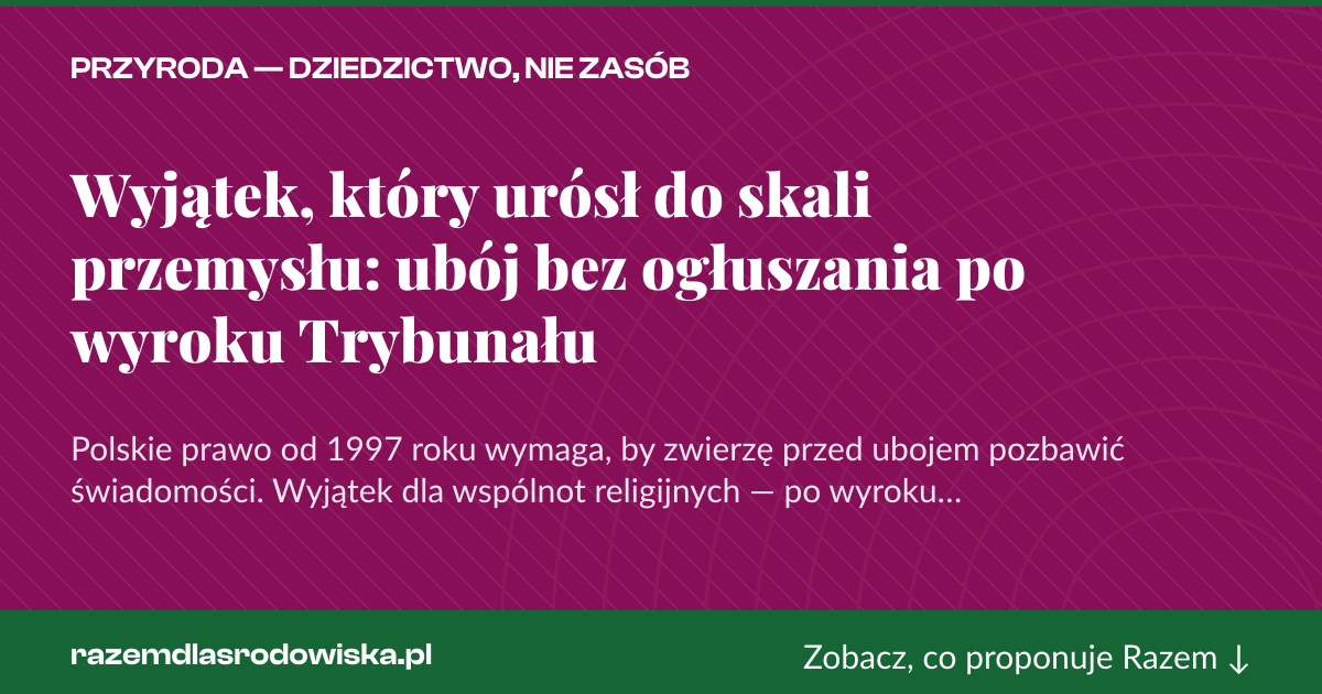 Karta social do udostępnienia: Wyjątek, który urósł do skali przemysłu: ubój bez ogłuszania po wyroku Trybunału