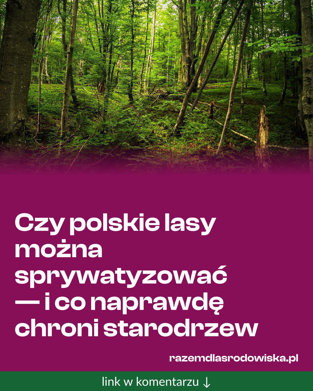 Grafika do udostępnienia: Czy polskie lasy można sprywatyzować — i co naprawdę chroni starodrzew