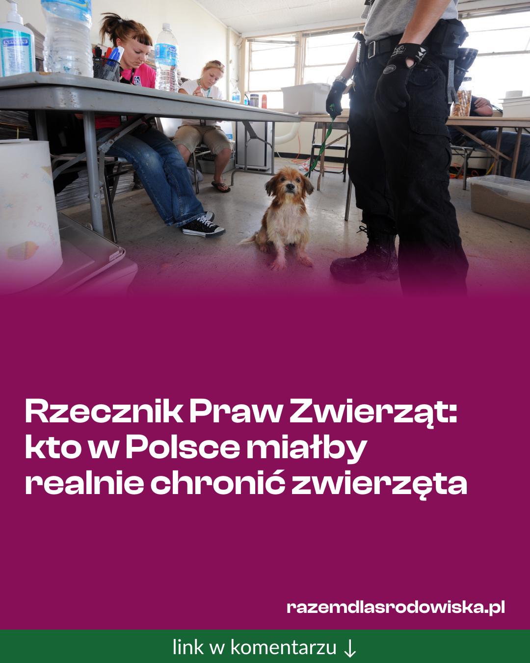 Grafika do udostępnienia: Rzecznik Praw Zwierząt: kto w Polsce miałby realnie chronić zwierzęta