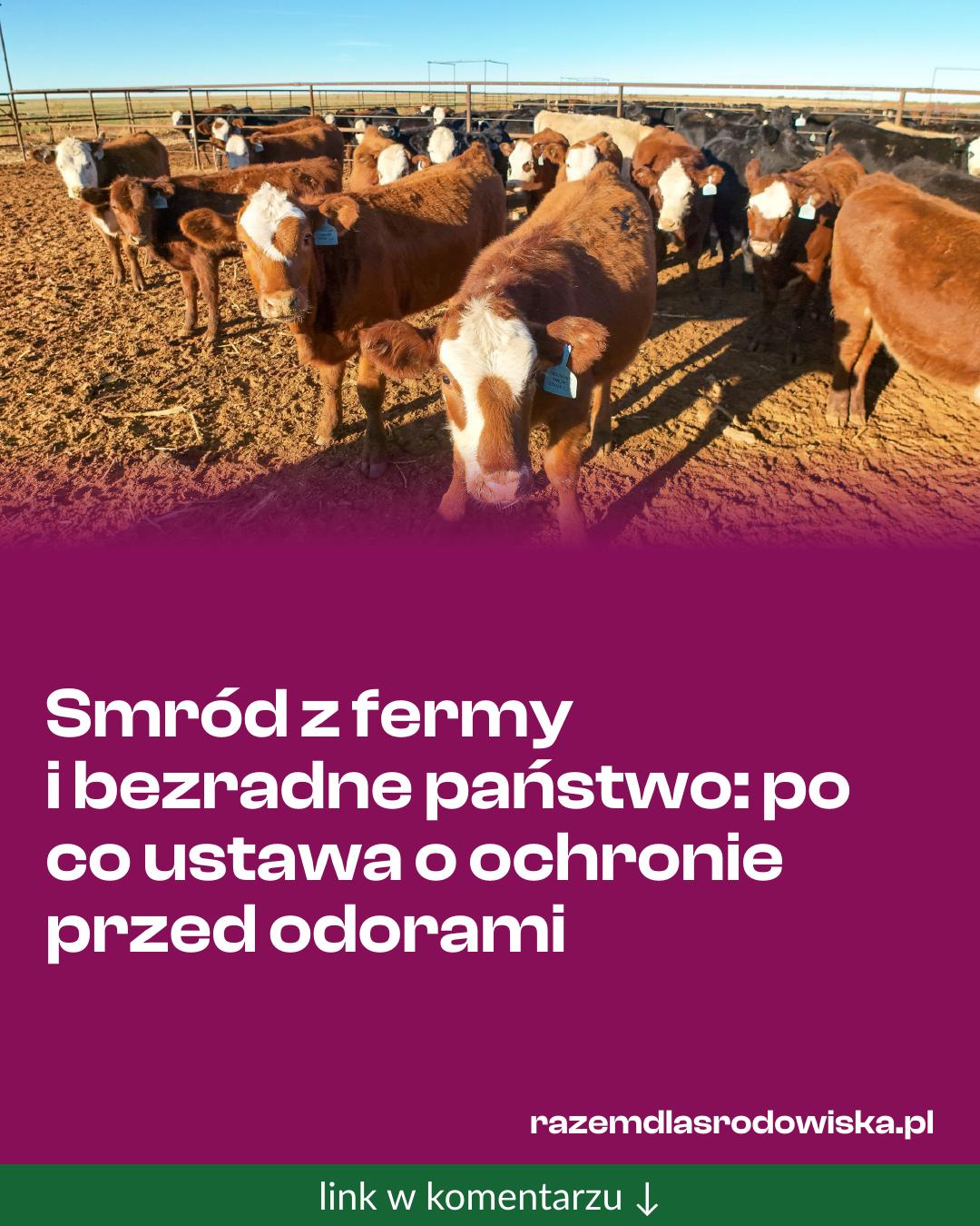 Grafika do udostępnienia: Smród z fermy i bezradne państwo: po co ustawa o ochronie przed odorami